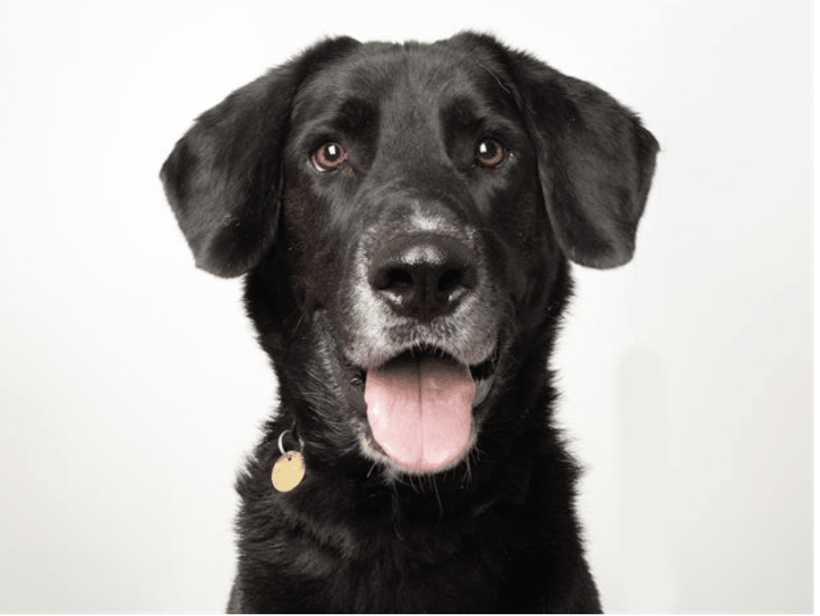 THis is Jackson, a black and white 3 yr old, 83 lb labrador retriever mix available for adoption through Dumb Friends League in Denver, CO